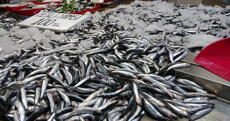 Tehlike çanları hamsi için çalıyor: Böyle devam ederse daha da kötü olacak