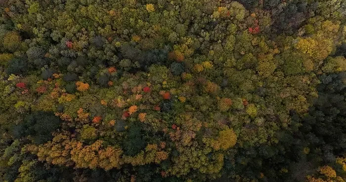 Bolu geçişinde ağaçlar sarı, turuncu ve kızıl tonlara büründü