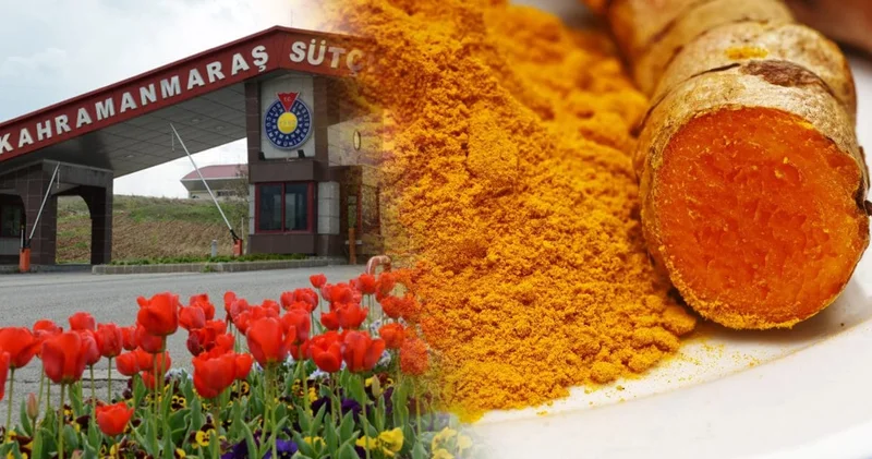 Üniversite spor antrenörü olmak için Zerdeçal zorunluluğunu getirdi! Şaka değil Kurkumin skandalı
