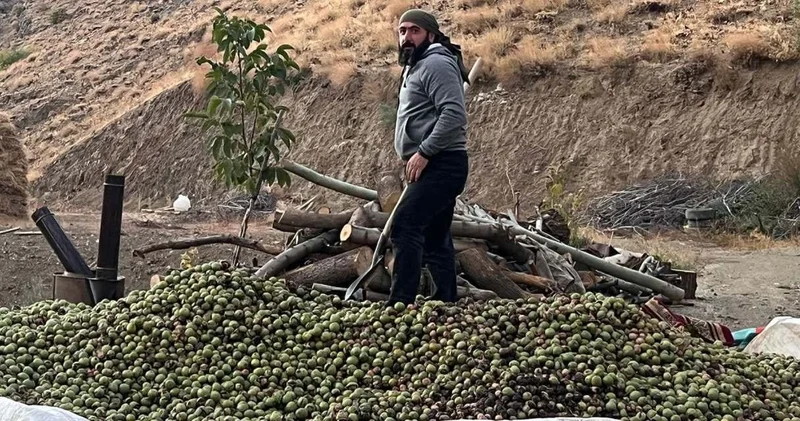 Babadan oğula geçen miras: 2 bin ağaçlık ceviz bahçesinde hasada başladı