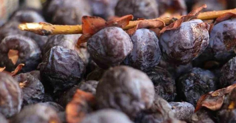 2 yılda bir hasat ediliyor şifa arayanlar kilo kilo alıyor Sözcü Gazetesi