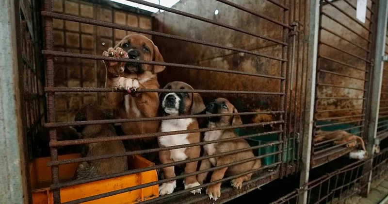 Ülke köpek etinden vazgeçmiyor: Yasağa rağmen çiftlikleri kapatmadılar Sözcü Gazetesi
