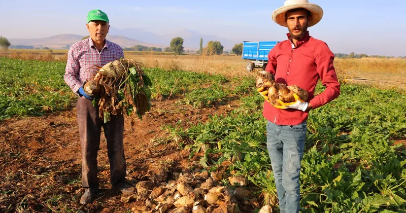Tarlalarda tarihi rekor! Rekolte 500 bin ton: Gece gündüz çalışıyorlar