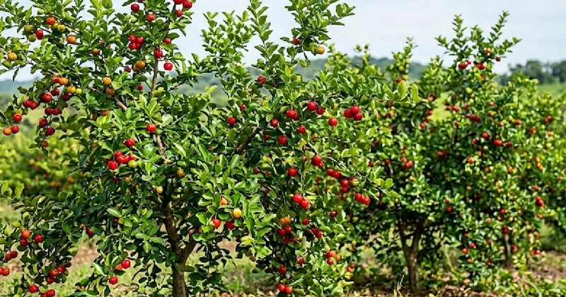 Limondan 60 kat fazla C vitamini içeriyor: Bahçesine eken servet kazanıyor Sözcü Gazetesi