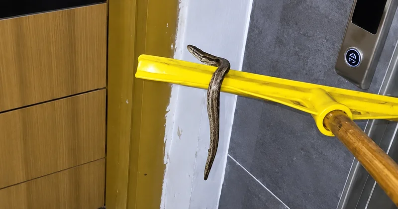 Sağanakta su basan Arnavutköy deki bodrumda yılanı gören vatandaşlar çek pasla çıkardı