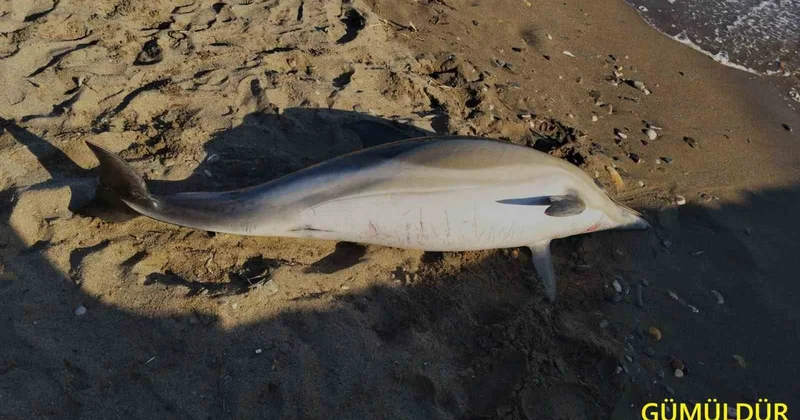 Ege de peş peşe ölü yunuslar: Biri 2,40 metre boyundaydı