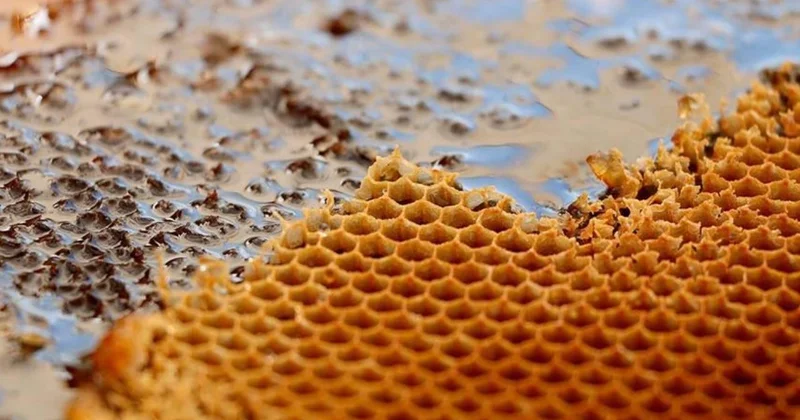Türkiye den 9 ayda 39 ülkeye bal ihracatı