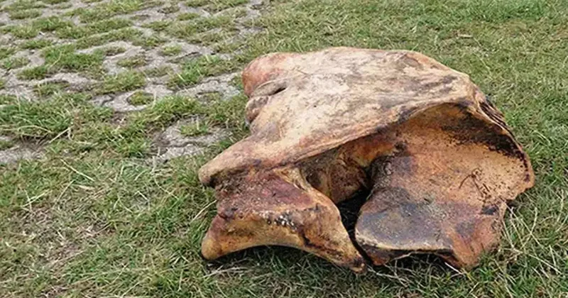 Tarlasını kazarken tesadüfen buldu! Değeri 444 milyon TL