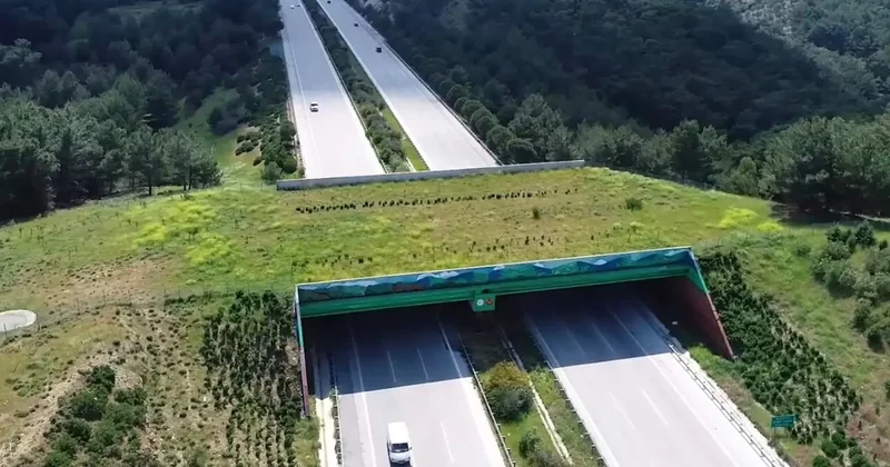 Karayolu ve demiryolunda 21 ekolojik köprü tamamlandı