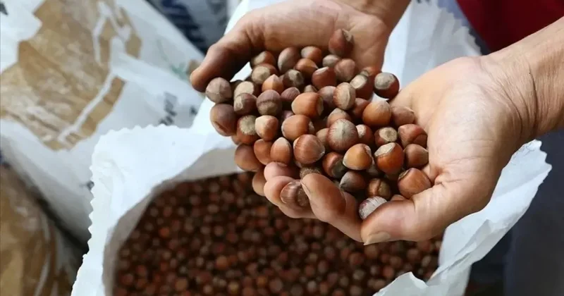 Fındık üreticileri dikkat! TMO dan ilave randevu hakkı