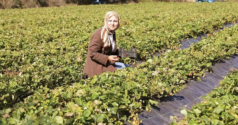 Peyzaj mimarıydı artık çilek üretiyor