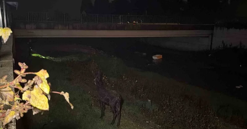 Asar Deresi ne düşen eşek, kurtarma sırasında sahibine doğru koştu