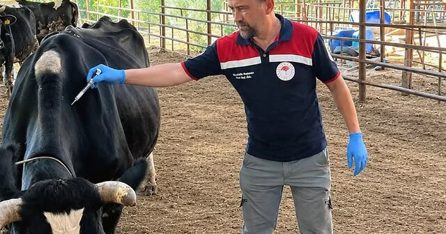 Ortaca da Şap ve Brucella aşılama çalışması devam ediyor Muğla Haber Habertürk Yerel Haberler