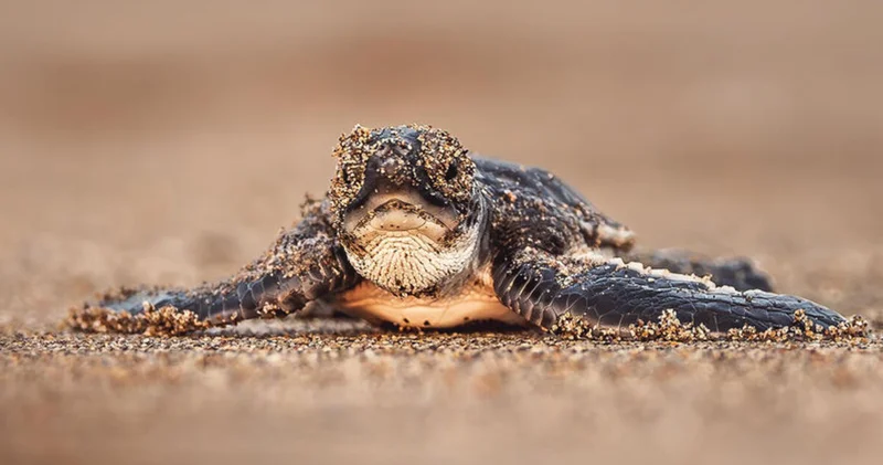 Yeşil deniz kaplumbağalarının nesli artık tükenme tehdidi altında değil