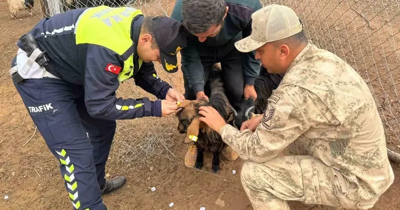 Siirt’te hayvan kazalarının önlenmesi için sürüye reflektif bant takıldı