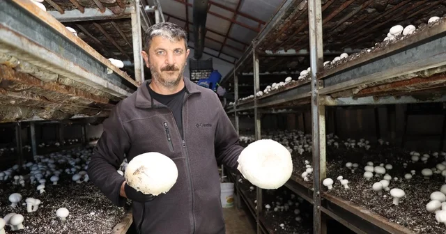 Metropol hayatını bıraktı, memleketinde mantar üretim çiftliği kurdu Erzurum Haberleri