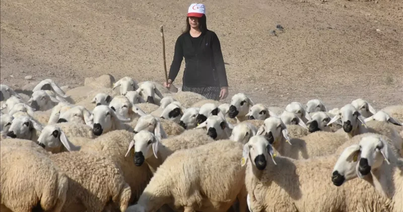 Devlet desteğiyle besiciliğe başlayan kadın 250 hayvana ulaştı