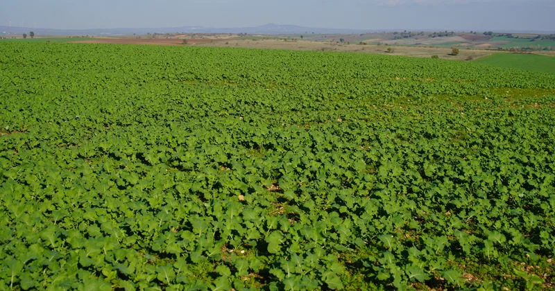 Yağan yağmurlar Edirneli çifciye yaradı: Tarlalar bayram etti Sözcü Gazetesi