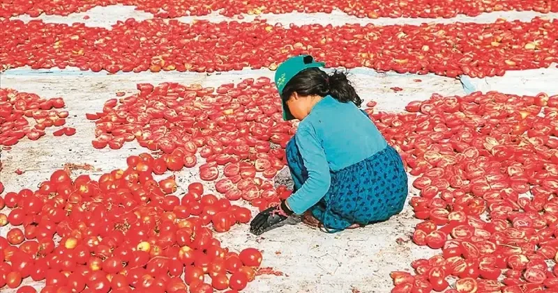 Çocuk işçiliği sıkı denetimde Gündem Haberleri