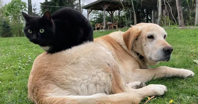 Kedi köpek maması ihracatı bin tonu geçti Düzce den bin 117,495 ton kedi köpek maması ihraç edildi Düzce Haberleri