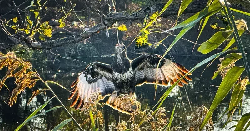 Gagasına olta takılı halde ağaca asılı kalan şahin kurtarıldı