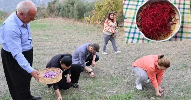 Kırmızı Altın kuraklığa yenildi, fiyatı dudak uçuklattı! Dünyanın en pahalısı