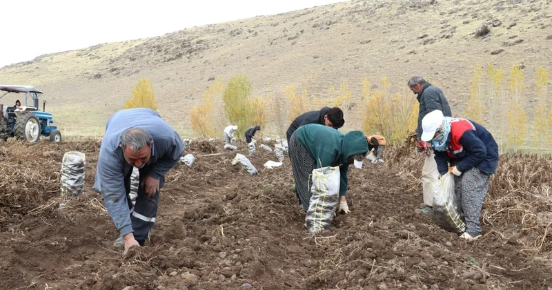 Ağrı’nın Patnos ilçesinde başlayan yoğun hasat mesaisi dikkat çekiyor Sözcü Gazetesi