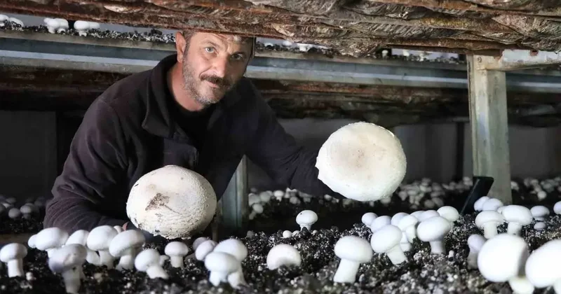 Yılın son mantar hasadı başladı