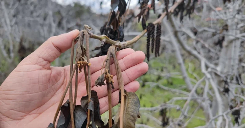 Zirai don kapsamında 798 milyon lira yeni destek ödemesi