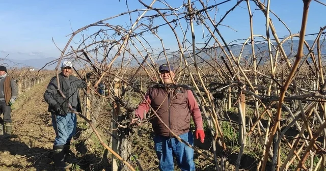 Sarıgöl de bağ budama işçi ücretleri belli oldu Manisa Haberleri