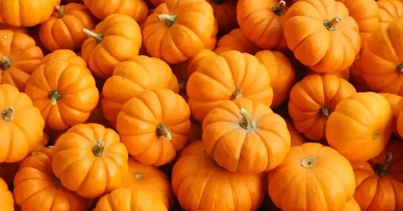 Balkabağı Mutfaklarda Geleneksel Rolünün Dışına Çıktı