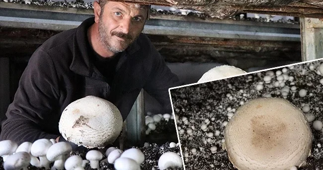 Memleketine döndü devlet desteği aldı: 6 çadır kurdu üretime geçti! Gelen taleplere yetişemez oldum