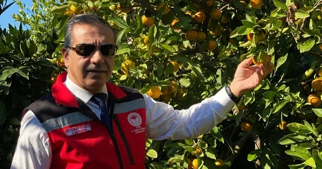 Aydın da mandalina hasadı başladı Aydın Haberleri