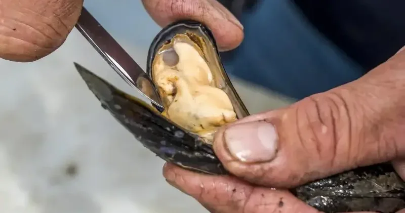 Midye en riskli yiyeceklerden biri Gündem Haberleri