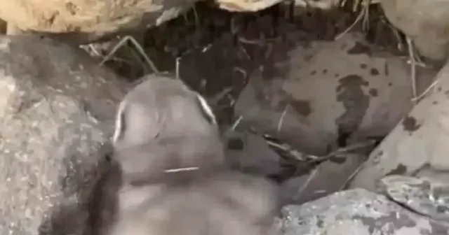 Diyarbakır da bitkin halde bulunan gelincik görüntülendi VİDEO İZLE