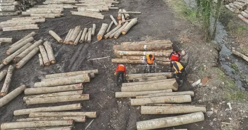 Düzce’de orman ürünü ihracatı geçen yılı geçti