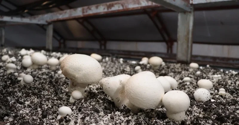 “Sadece denemek için başlamıştım” dedi… Şimdi taleplere yetişemiyor Sözcü Gazetesi