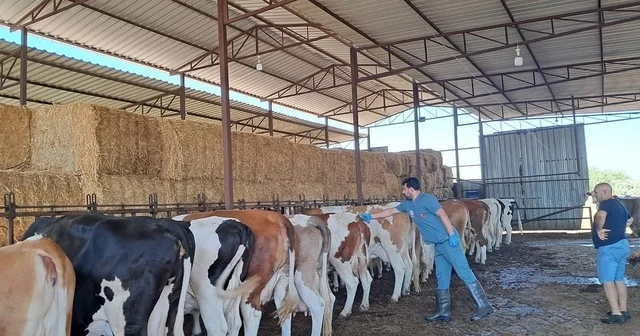 Riskli mahallelerde şap aşısı çalışmaları hızlandırıldı Aydın Haberleri