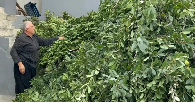 Traktörlerle toplayıp toptancılara satıyorlar: Kendiliğinden yetişiyor Sözcü Gazetesi