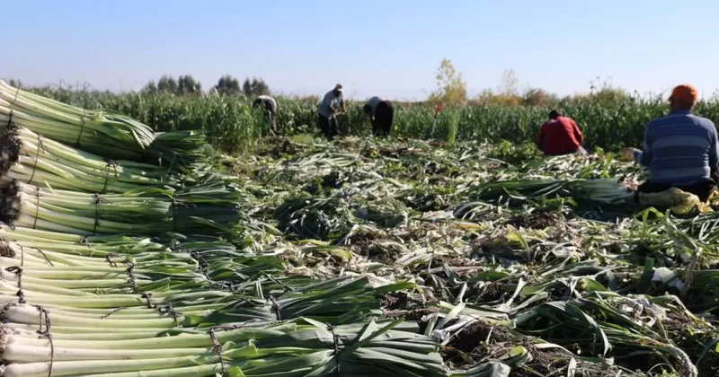 Hasat başladı: Geçen yıl tarlada 30 liraydı, bu yıl 22 lira