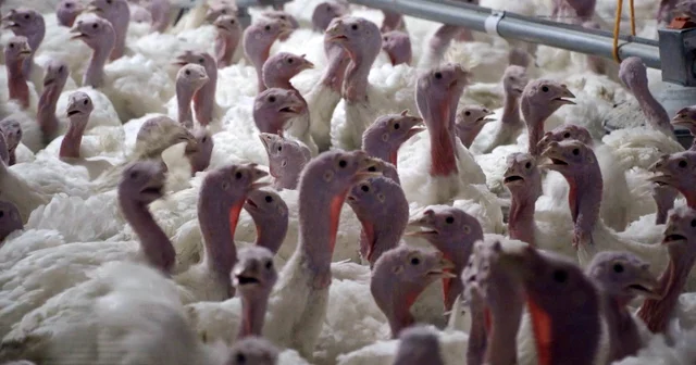 Yılbaşı hindisi 800 ile 1000 lira Antalya Haberleri