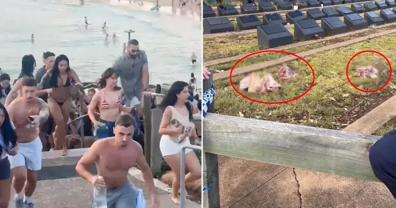 Sydney de Domuz Kafalarıyla Provokasyon