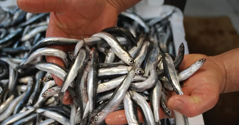 Hamsi den Türkiye ye büyük katkı: Kasaya 14,5 milyon dolar girdi!