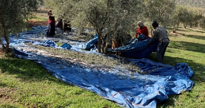 Muhtarın iş fikri tüm köyün geçim kaynağı oldu: Şimdi tonlarca hasat yapıyorlar Sözcü Gazetesi