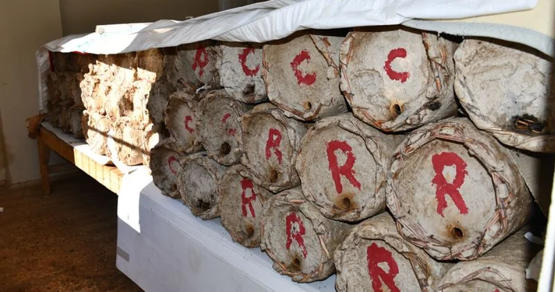 Misafir odasını bal arılarına ayırdı