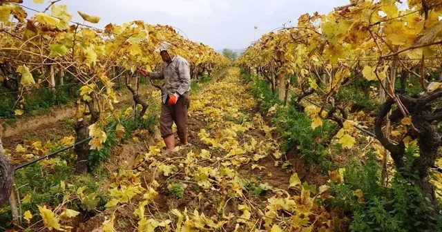 Kartpostallık görüntüler eşliğinde Sarıgöl de budama çalışmaları sürüyor Manisa Haberleri