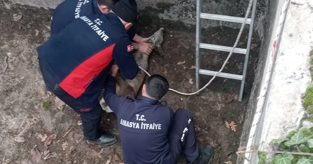 Boş sulama havuzuna düşen yavru karacayı itfaiye kurtardı Amasya Haberleri