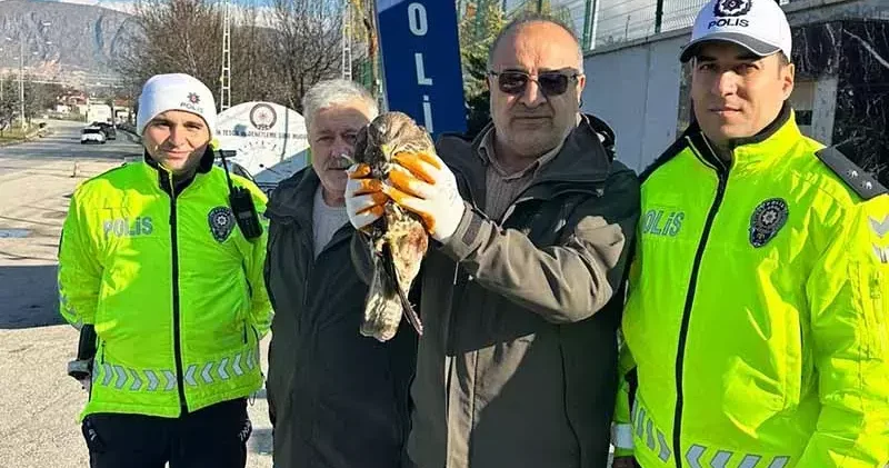 Polisin bulduğu yaralı kızıl şahin, tedaviye alındı
