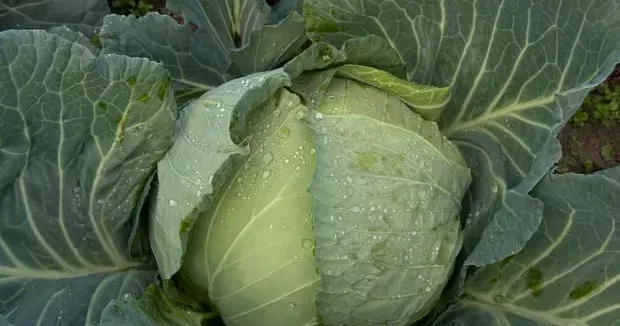 Sakarya haberleri Sakarya da beyaz lahana hasadı başladı: Market fiyatı tarla fiyatının dört katı 15 Aralık 2025