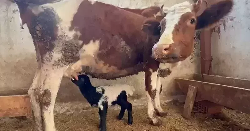 Tokat’ta annesi ölen kuzuyu inek emziriyor